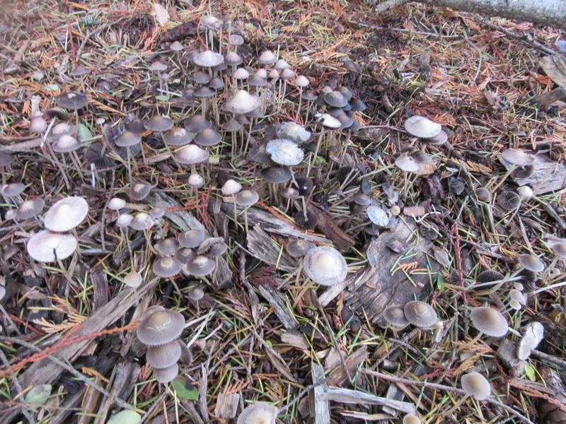 unknown mushroom variety, in bed center north of front yard