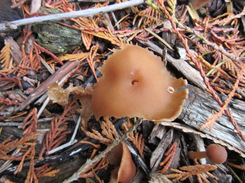 unknown mushroom variety, in bed center north of front yard