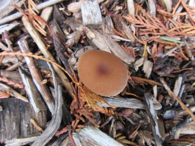 unknown mushroom variety, in bed center north of front yard