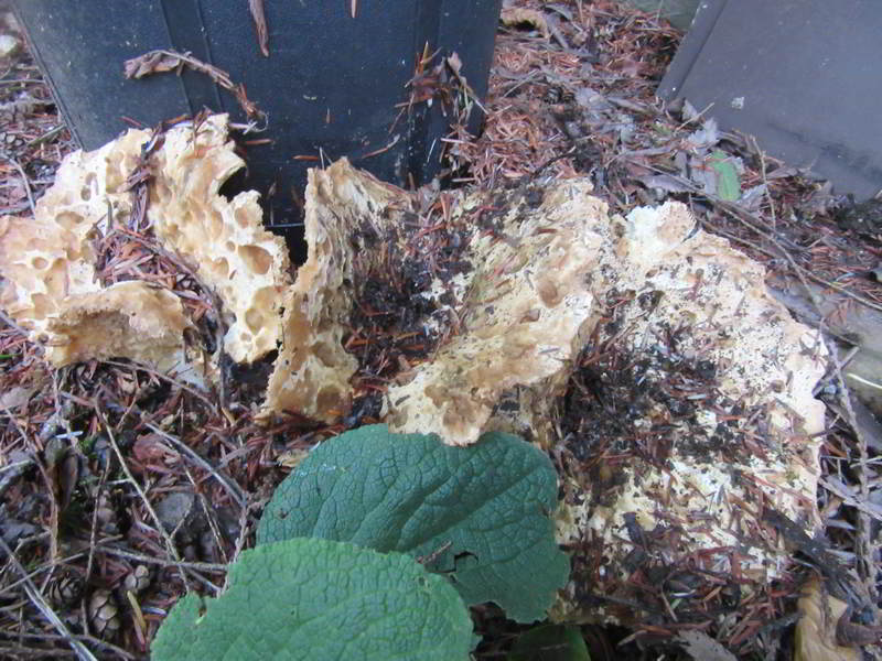 unknown mushroom variety, clump of three by side door to garage