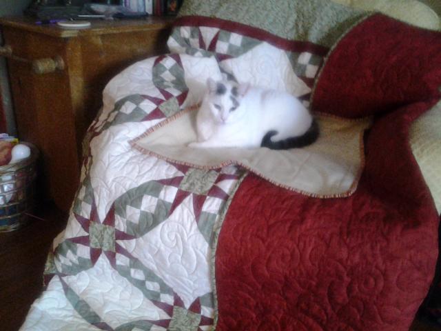 Boone, Margaret's cat, claiming the Tennessee Waltz quilt as his own.
